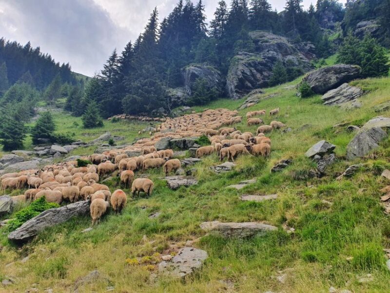 Wild Bears and Dracula Private Day Tour - Practical Details and Logistics