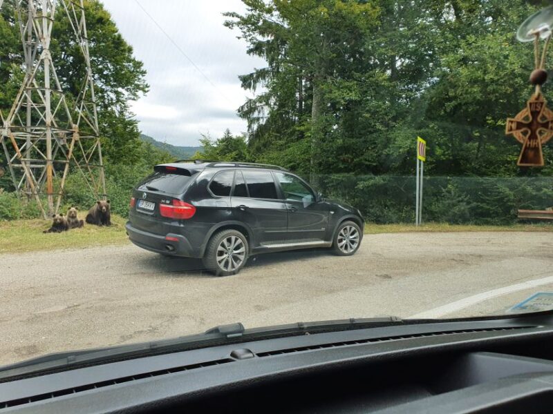 Wild Bears and Dracula Private Day Tour - How the Tour Stands Out