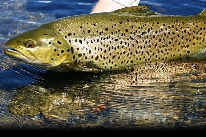 Wild Brown Trout fishing. Lough Corrib. French speaking Ghillie/Guide. Full day. - Key Points