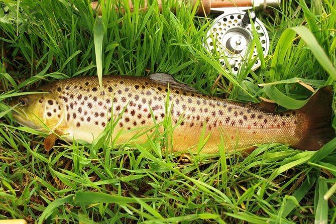 Wild Brown Trout fishing. Lough Corrib. French speaking Ghillie/Guide. Full day. - What the French-speaking Ghillie Brings to the Experience