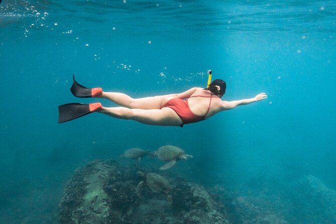 Wild Dolphin Swim, Turtle, Whale Safari with Guided Snorkeling - Discover the Wild Side of Oahu with a Small-Group Marine Safari