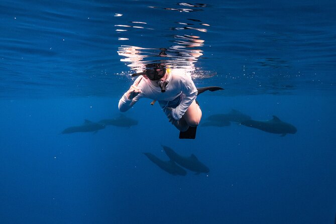 Wild Dolphin Swim, Turtle, Whale Safari with Guided Snorkeling - Key Points