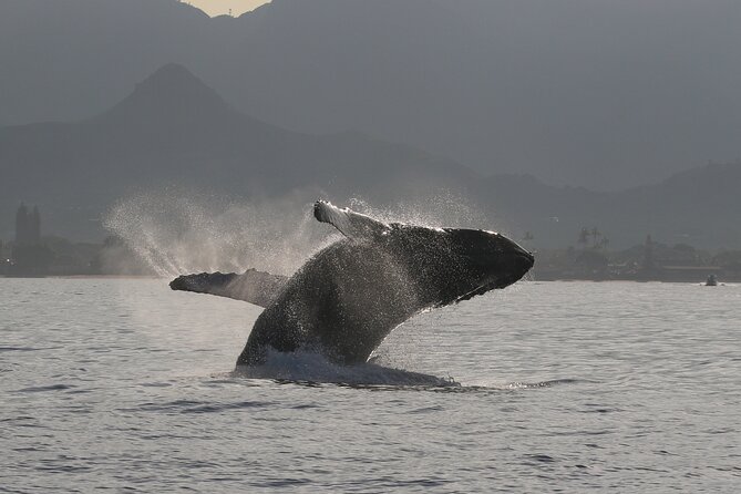 Wild Dolphin Swim, Turtle, Whale Safari with Guided Snorkeling - Opportunities for Snorkeling in Calm Tropical Waters
