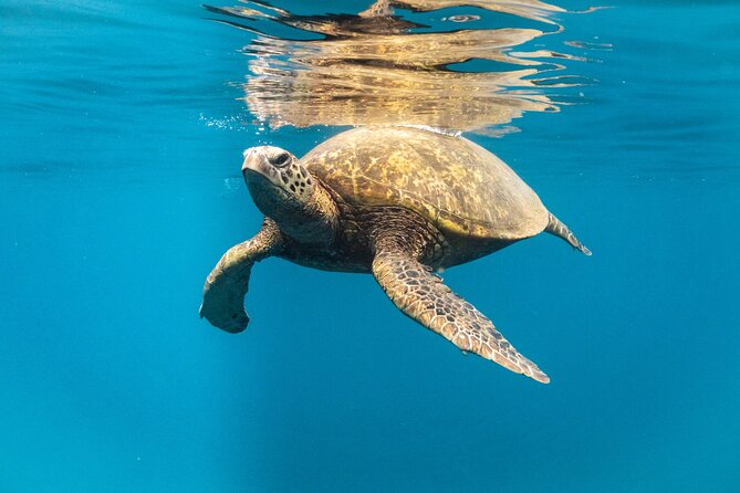 Wild Dolphin Swim, Turtle, Whale Safari with Guided Snorkeling - The Stops: In-Depth Look at Marine Destinations