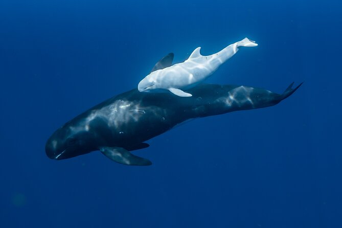 Wild Dolphin Swim, Turtle, Whale Safari with Guided Snorkeling - Eco-Conscious and Respectful Wildlife Encounters