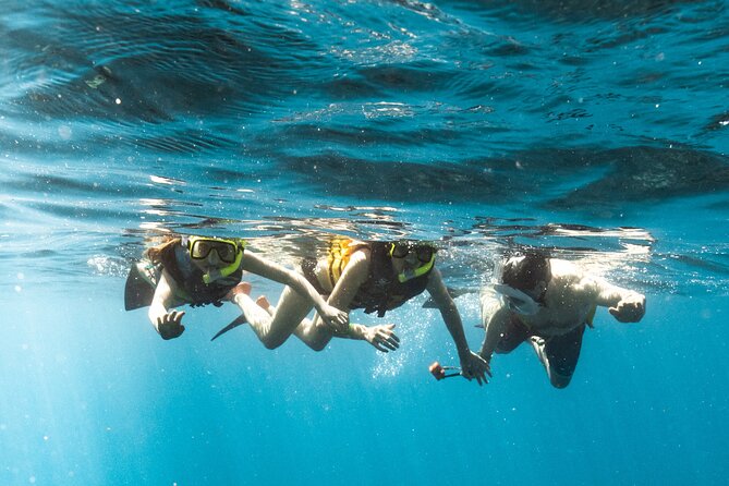 Wild Dolphin Swim, Turtle, Whale Safari with Guided Snorkeling - Logistics and Meeting Details