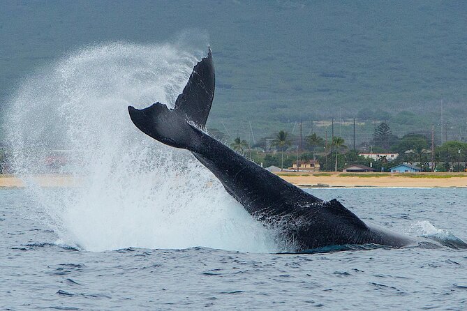 Wild Dolphin Watching and Snorkel Safari Off West Coast of Oahu - Key Points