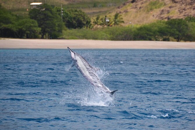 Wild Dolphin Watching and Snorkel Safari Off West Coast of Oahu - Spotting Marine Life from the Boat