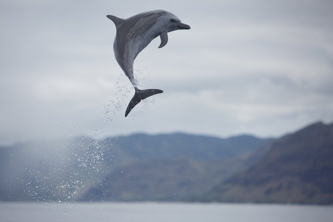 Wild Dolphin Watching and Snorkel Safari Off West Coast of Oahu - Seasonality and Best Time to Book
