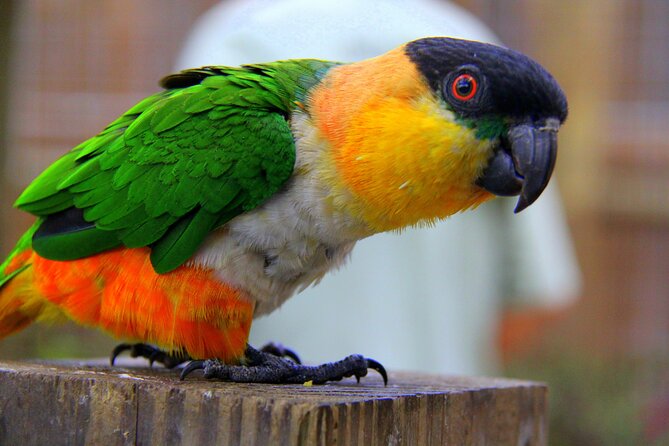 Wild Florida Adventure Package Tour with Transportation - Live Alligator Education and Photo Opportunities