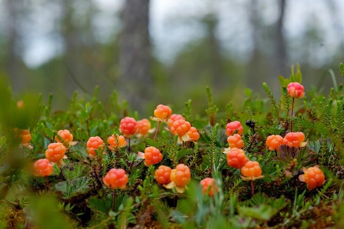 Wild Forest Berries and Mushrooms Picking Tour - Explore the Finnish Wilderness with a Foraging Adventure in Rovaniemi