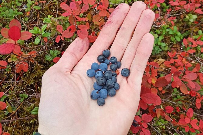 Wild Forest Berries and Mushrooms Picking Tour - What’s Included and What to Prepare for