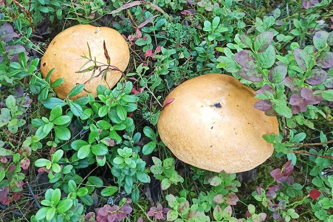 Wild Forest Berries and Mushrooms Picking Tour - Physical Requirements and Accessibility