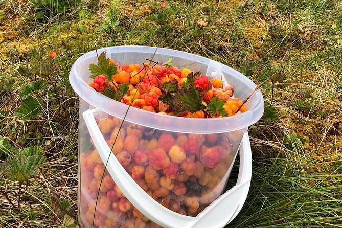 Wild Forest Berries and Mushrooms Picking Tour - How the Forest Foraging Fits into Lappish Culture