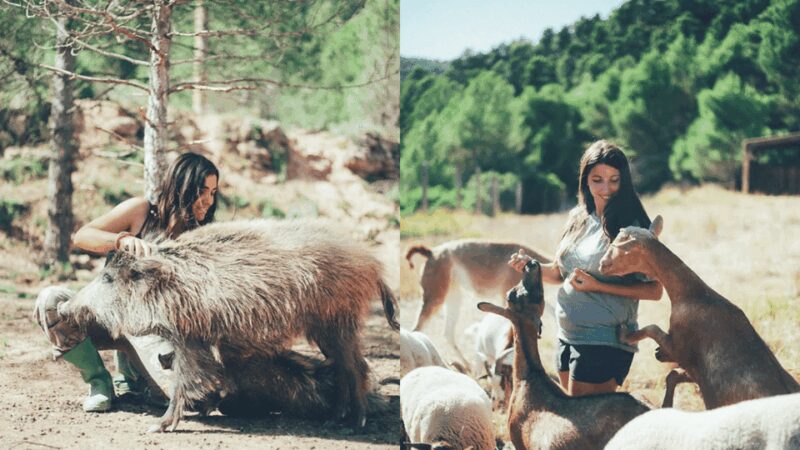 Wild Forest Reserve Foundation - Visit - Explore the Wild Forest Reserve Foundation in Catalonia for €28