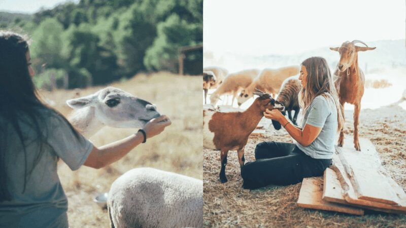 Wild Forest Reserve Foundation - Visit - Meet the Animals of Wild Forest