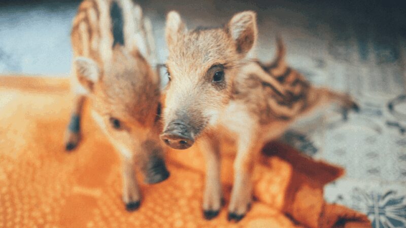 Wild Forest Reserve Foundation - Visit - Supporting Conservation Through Your Visit