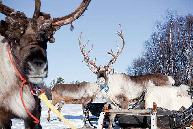 Wild Reindeers Safari + Lunch in Glass Igloo (private service) - Snowmobiling through Scenic Forests in Lapland