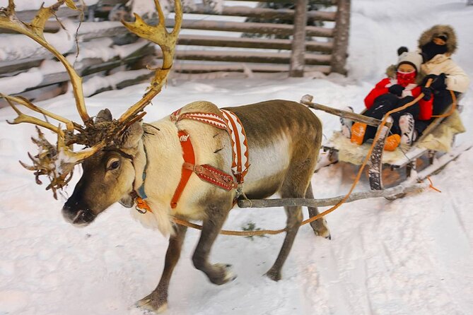 Wild Reindeers Safari + Lunch in Glass Igloo (private service) - Dining in a Glass Igloo with Traditional Lapland Cuisine