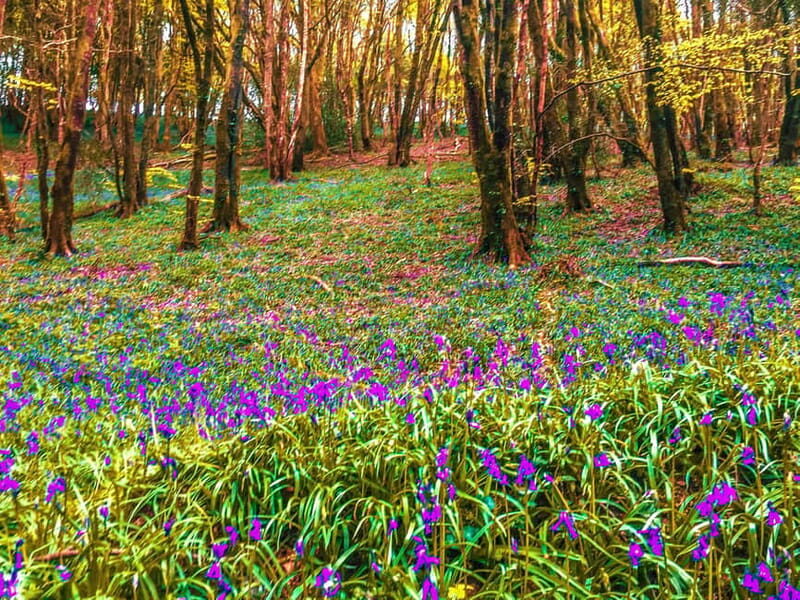 Wild west: Tour Cornwall`s rugged west coast. - Key Points