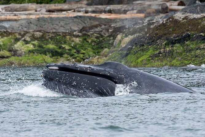 Wild Whale Watching Experience - Open Air Vessel - Practical Tips: Snacks, Motion Sickness, and Group Size