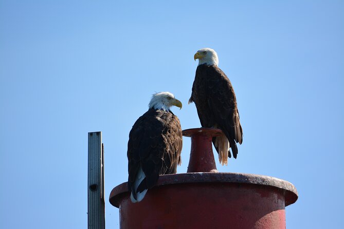 Wild Whale Watching Experience - Open Air Vessel - Weather and Cancellation Policies