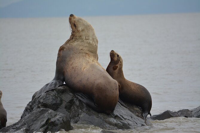 Wild Whale Watching Experience - Open Air Vessel - Customer Satisfaction and Notable Reviews