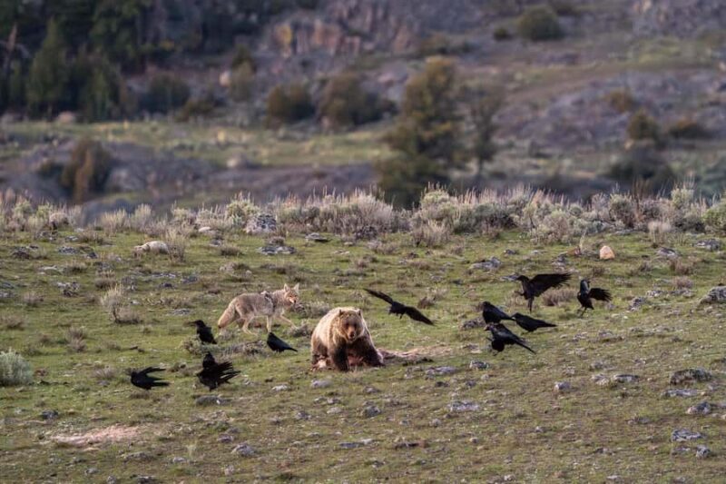 Wild Yellowstone 1 Day | Wildlife Photography Tour - Key Points