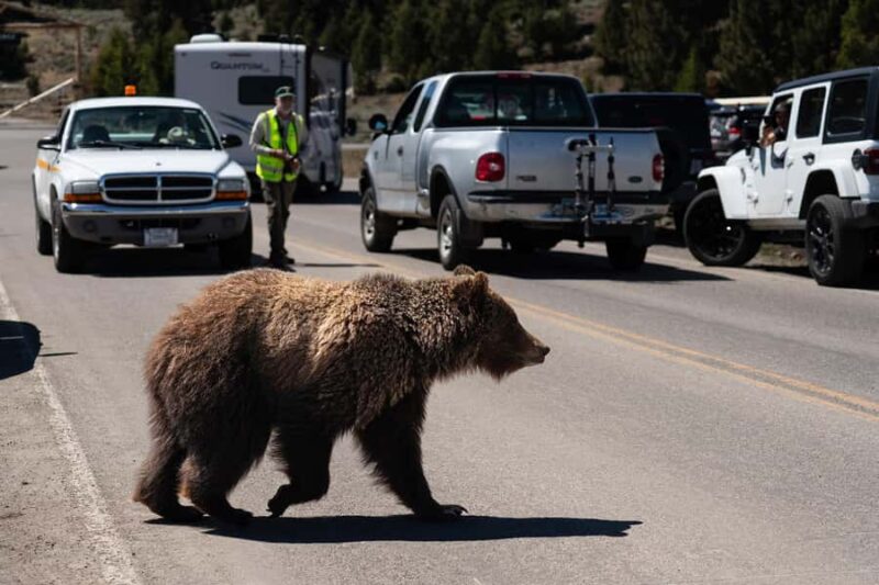 Wild Yellowstone 1 Day | Wildlife Photography Tour - Yellowstone Wildlife Hotspots: Lamar Valley and Mammoth Hot Springs