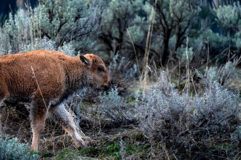 Wild Yellowstone 1 Day | Wildlife Photography Tour - Responsible Wildlife Photography and Park Etiquette