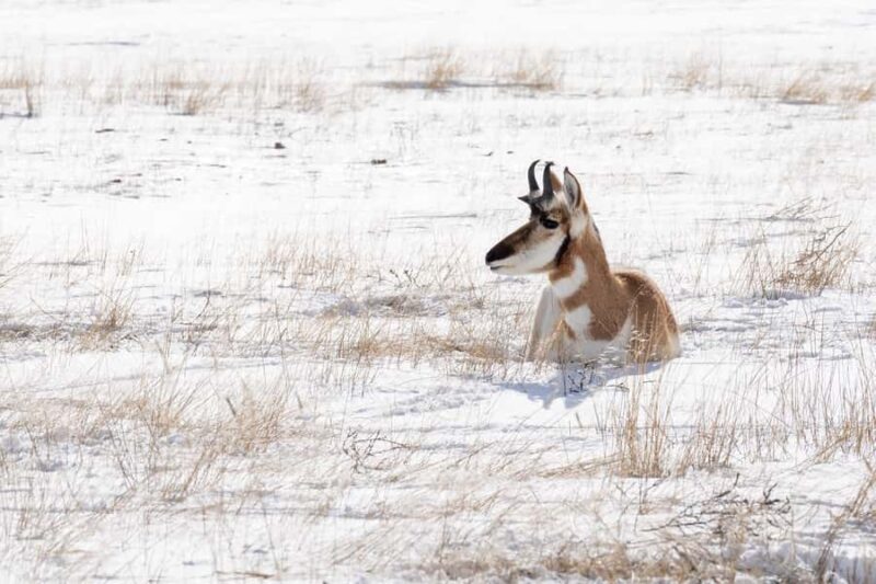 Wild Yellowstone 1 Day | Wildlife Photography Tour - Yellowstone Wildlife Photography: Who Will Benefit Most