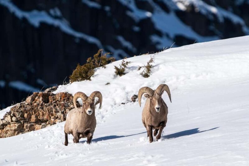 Wild Yellowstone Half-Day | Photography Tour in Yellowstone - Learning Wildlife Tracking Techniques