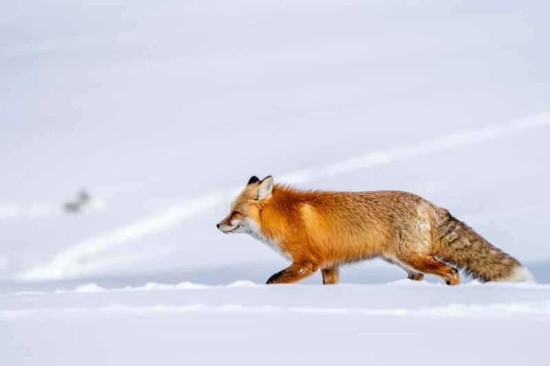 Wild Yellowstone Half-Day | Photography Tour in Yellowstone - Mastering Long-Lens Wildlife Photography