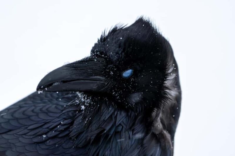 Wild Yellowstone Half-Day | Photography Tour in Yellowstone - Practical Details: Logistics and Equipment