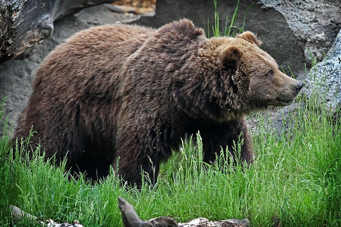 Wilder Institute/Calgary Zoo: Entry Ticket - Key Points