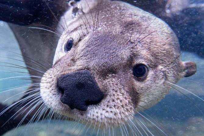 Wilder Institute/Calgary Zoo: Entry Ticket - African Safari Experience at Destination Africa