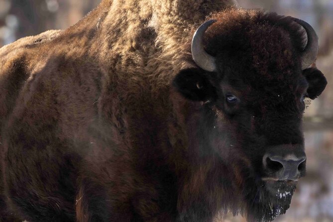 Wilder Institute/Calgary Zoo: Entry Ticket - Exploration Asia and Its Redevelopment