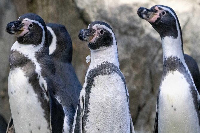 Wilder Institute/Calgary Zoo: Entry Ticket - Practical Tips for Visiting the Calgary Zoo