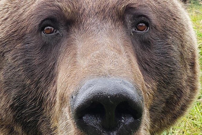 Wilderness, Wildlife, Glacier Experience from Anchorage - Beluga Point: A Chance to Spot Beluga Whales
