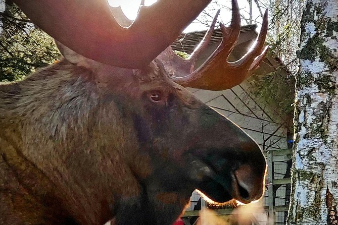 Wilderness, Wildlife, Glacier Experience from Anchorage - Byron Glacier Trail and Explorer Glacier