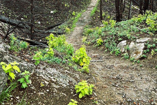 Wildfire Peak Nic - Learning About Flora, Mushrooms, and Wildflowers