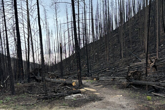 Wildfire Peak Nic - Wildlife Observation from a Distance