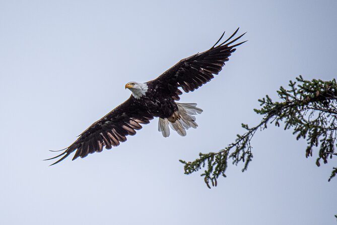 Wildlife and Scenery in Ketchikan - Personalized Wildlife and Scenery Adventures in Ketchikan with Captain Jack