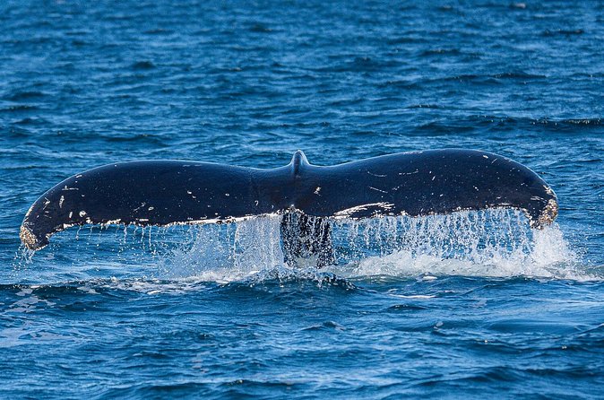 Wildlife and Scenery in Ketchikan - Wildlife Viewing in Ketchikan’s Waters