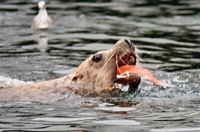 Wildlife and Scenery in Ketchikan - The Experience with Captain Jack