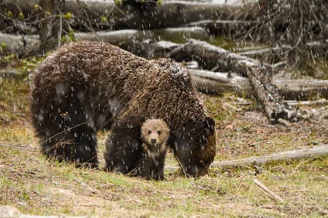 Wildlife and Waterfalls - Discover Yellowstone’s Wildlife in Hayden Valley