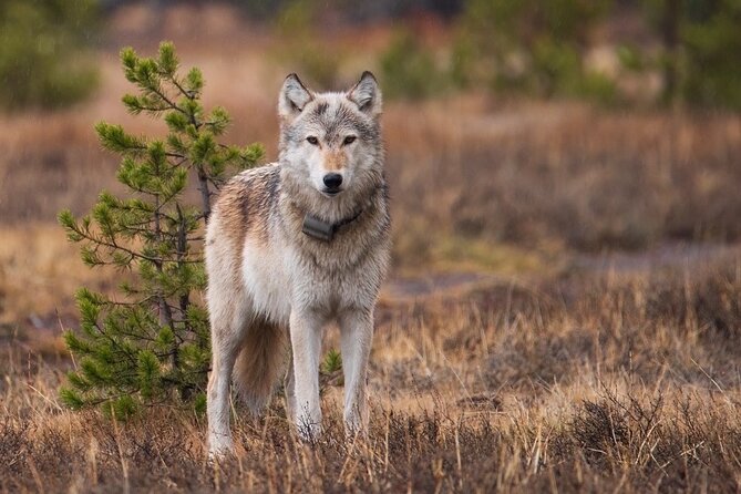 Wildlife and Waterfalls - Gibbon Falls: A Smaller but Striking Waterfall