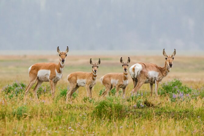 Wildlife and Waterfalls - Hiking Trails at the Grand Canyon of Yellowstone