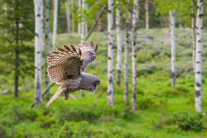 Wildlife and Waterfalls - Physical Demands and Weather Considerations