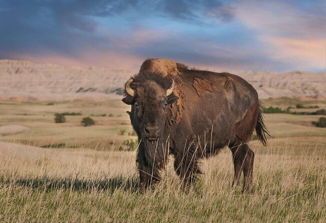 Wildlife Biologists Field Expedition: The Badlands Uncovered - Key Points